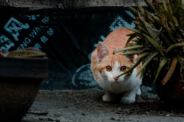 mieux comprendre son animal pour mieux vivre avec